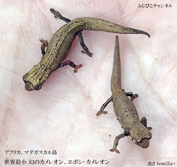 ��̐�����