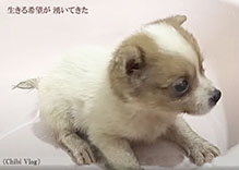 �q���̕ی�