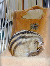 �������ۂ�