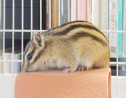 �e���R�b�^